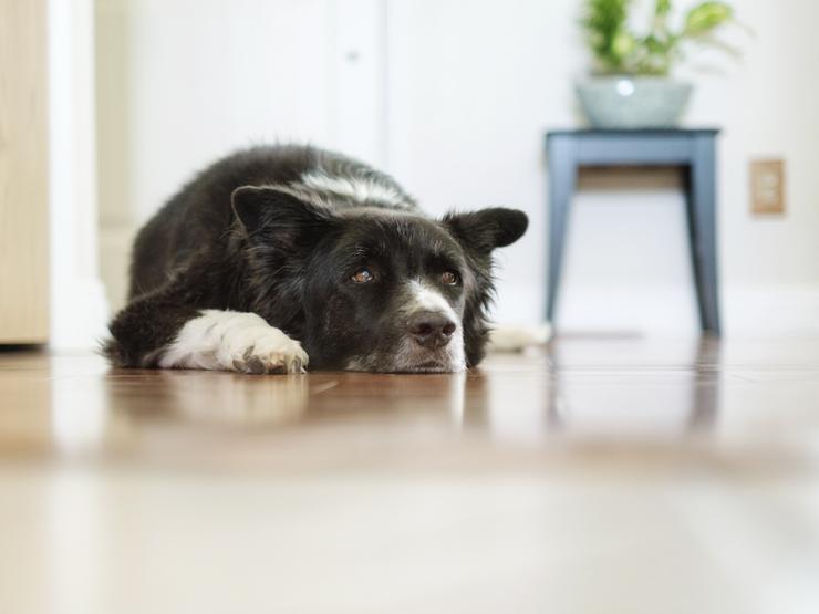 Pet dog - flooring - not for print - digital licence expires 300918