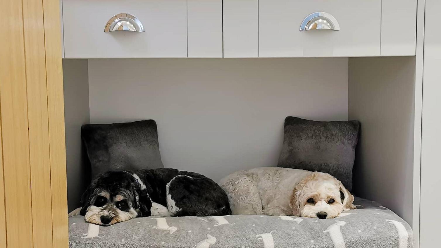 Two dogs lying down on a grey and white dog bed, with a grey shaker style cabinet on top and an oak door in shot.
