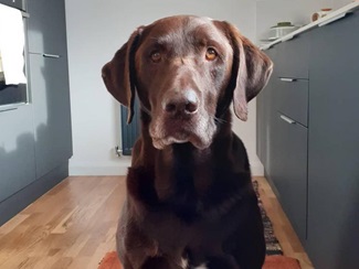 Grey slab kitchen for pets with matt finish and trimline handles for easy clean finish.