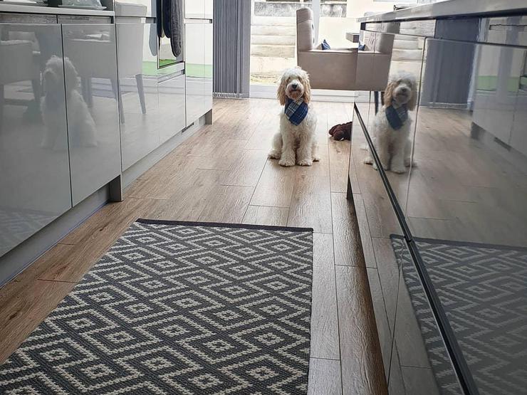 an integrated handle kitchen for a pet-friendly idea in gloss grey with white counters and wooden floors.
