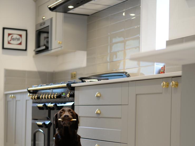 a dog sat in a grey shaker kitchen which includes a large chimney cook hood.