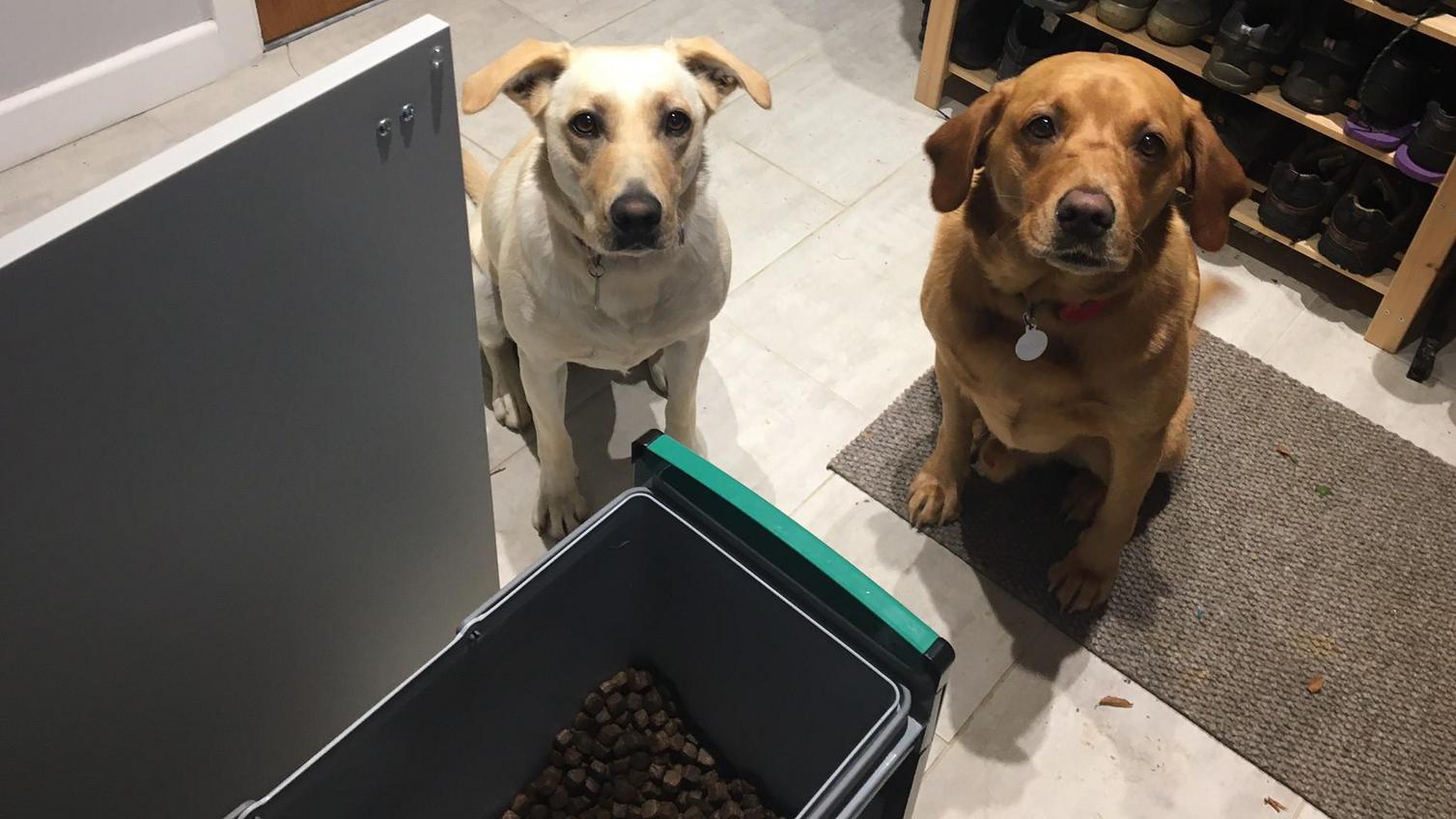 Two dogs in a pet-friendly kitchen which uses kitchen bins to store dog food for smart pet storage.