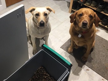 Two dogs in a pet-friendly kitchen which uses kitchen bins to store dog food for smart pet storage.