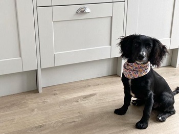 A black dog in a pet-friendly kitchen using vinyl flooring.
