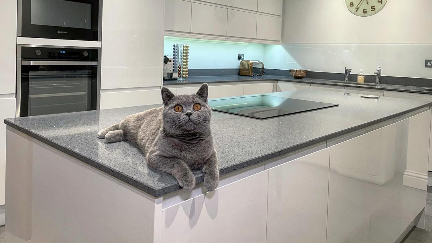 a grey cat in a modern kitchen designed for pets using grey quartz counters and white gloss integrated handles.
