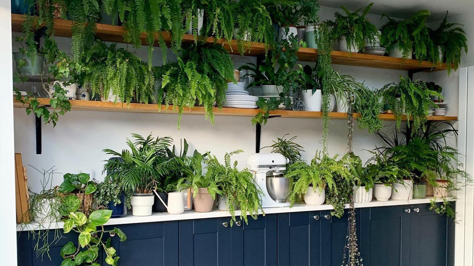 Boot room idea with blue shaker kitchen doors, white worktops, and wooden open shelving with plants.