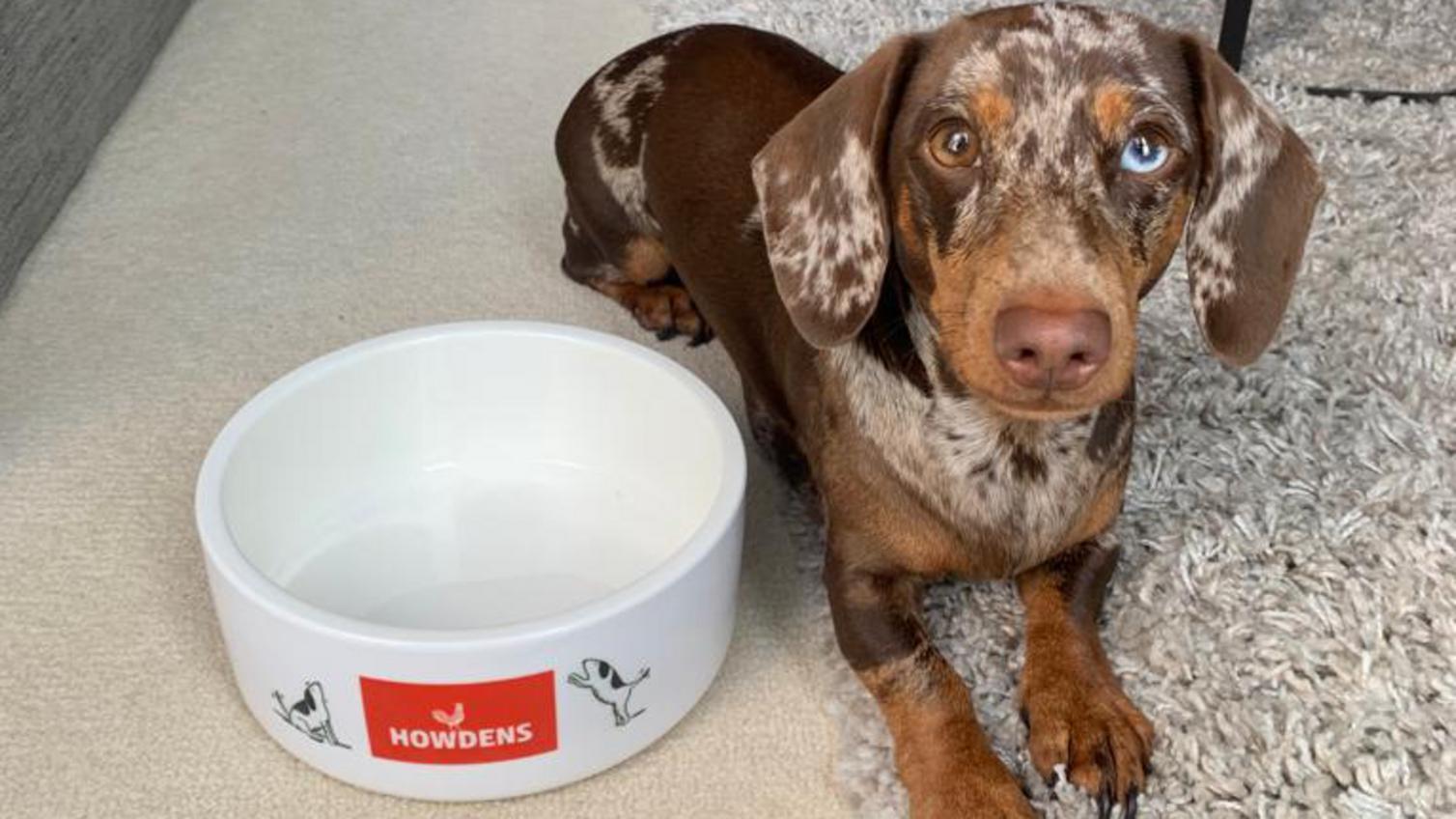 Howdens Hounds kitchen competition photo, featuring a dog sat indoors by a Howdens-branded bowl.