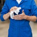 Ultragrime Wipes in use cleaning hands